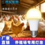 养殖定制美规螺口球泡