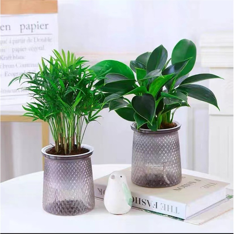 골든 다이아몬드 2개 세트 + 포켓 코코넛 + 별이 빛나는 화분 2개 + 영양액