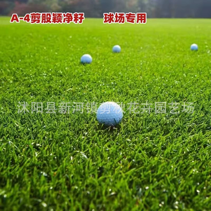 Импортный газон трава Семена Вырезать блеск А4 четыре сезона вечнозеленый протектор Карлик Семена высокого класса стадион Двор Газон семена