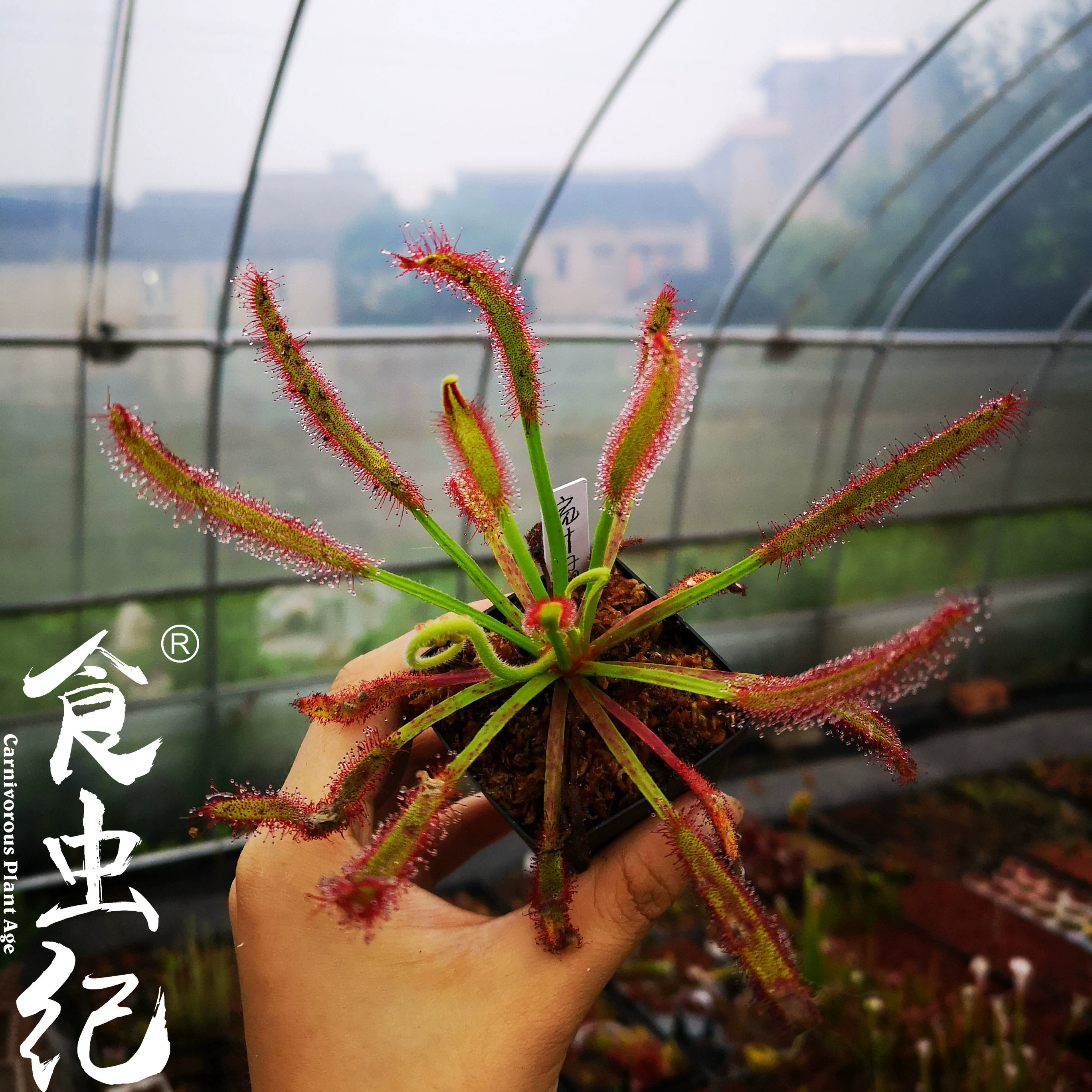 Широколистный мыс Доброй Надежды, растительное насекомоядное растение