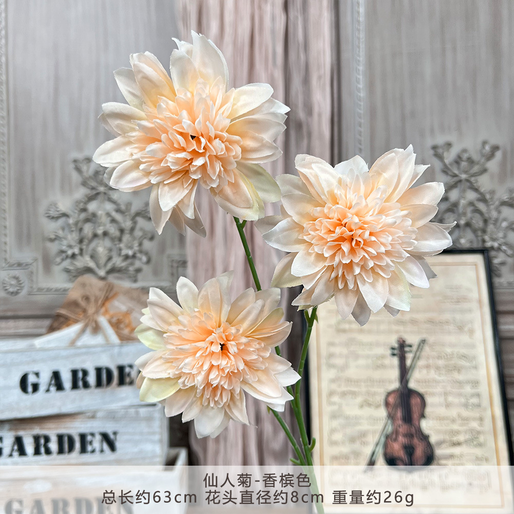 GZH-仙人菊-香槟色