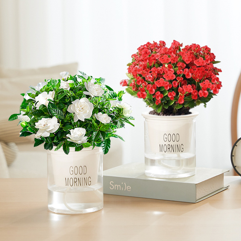 [싹포함] 프리미엄 치자나무 + 호랑이가시자두(좋은아침분지) + 영양액