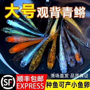 �^�����F�~С����ˮ�^�p�~���Է�ֳ�ŷ��Bֳ���BƤ�����������Ӝ�