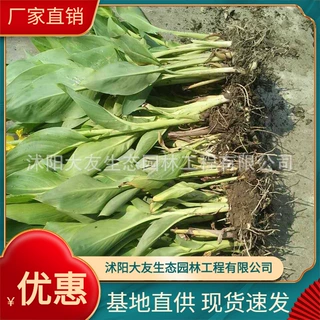 基地直供  美人蕉 红花 黄花 粉花 紫叶 花叶美人蕉 量大从优
