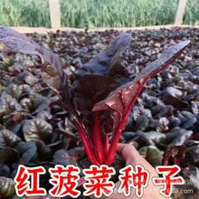 红菠菜种子紫菠菜种子大叶富铁菠菜种子四季蔬菜种子阳台庭院种植