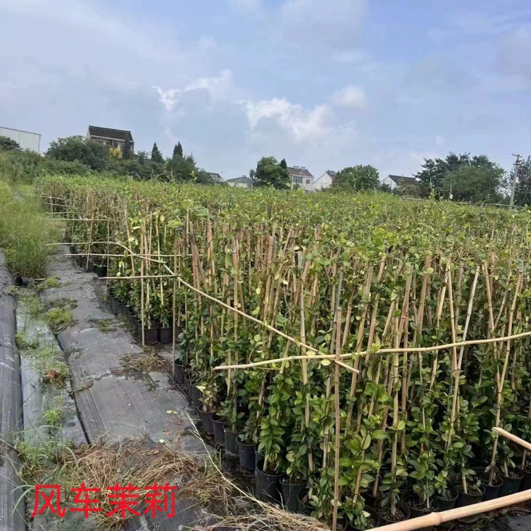 Цветочное зеркало, ветряная мельница жасмина, альпийская бузина, большая ароматная сосна, калла, заколка с золотистым краем, орхидея-бабочка