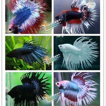 ���~ ̩�����~ �{�����~ �Ꭷ�~ �^�p�~ �Ꭷ�~ ���~