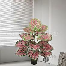 �羳���������~�ӾGֲ�٘�ˮ�����T�G���b�Y�����辰�S�����l