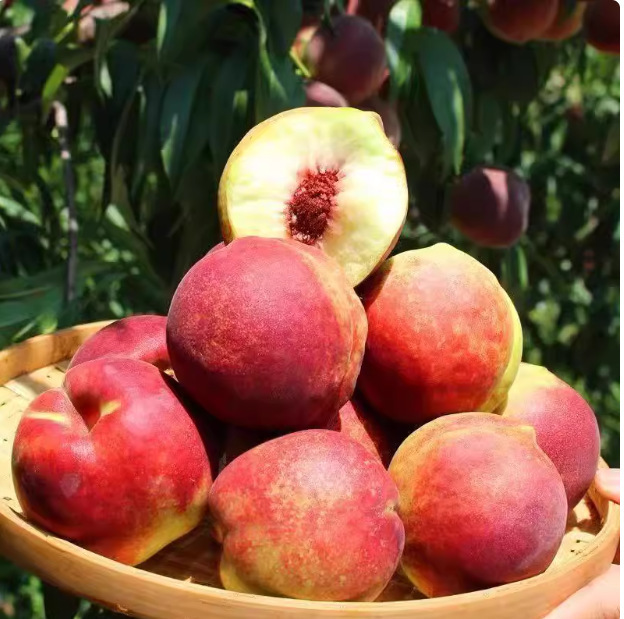 Shandong Qingzhou Honey Crisp Peach Hard Peach Fresh Peach Fuzzy Peach Sweet Peach Green Peach Hard Peach Crispy Sweet Nectarine for Pregnant Women