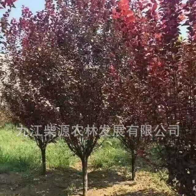 Сельскохозяйственная и лесная база Чаиюань Красный листовый слива 3cm-18cm Цветное листовое дерево Кленовое дерево Красный клен Пейзаж Большой
