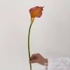 Orange, small
