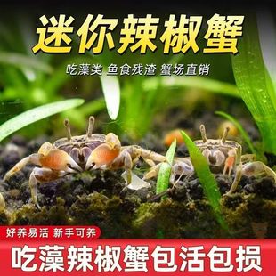 Small Crab Ornamental Crab Pet Crab Freshwater Fish Tank Algae Removal Reptile Pet Eating Feces Cleaning Tool Deep Water Ornamental Crab