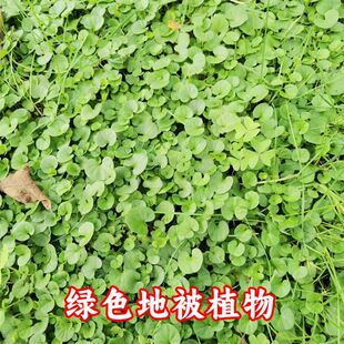 �R���N�Ӳ��Ѳ�ƺ�N�Ӱ�����ꎵر�ֲ���~�X�����ļ������͸ߜ�