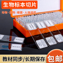 生物切片标本动物植物细胞切片套装显微镜玻片5片装教学实验器材