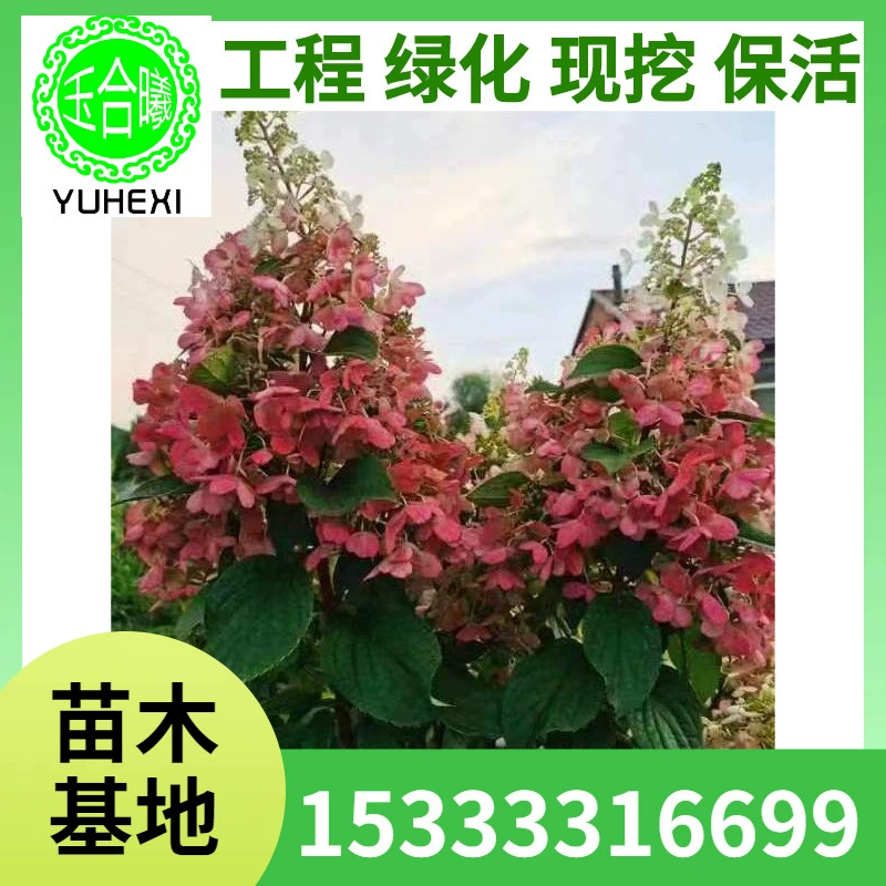 Деревянная гортензия, маленькие деревянные саженцы гортензии, розовая цветочная гортензия, большие цветочные саженцы водного дерева, питательная чашка деревянной гортензии.