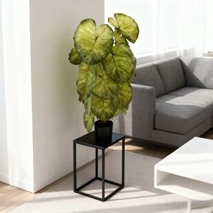 0.9-1.5�װ��ؼ٘�Gֲ�[���������裩���滨�߷���ֲ��Ҿ��b��