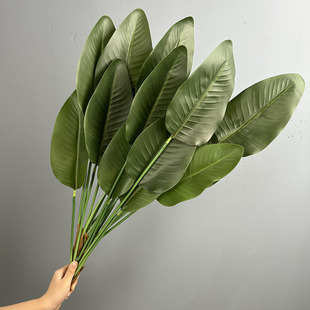 �㽶�~���˽����㽶��Ž��~�����B�~80cm�������~��ֲ������