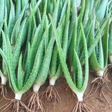 �؃r5�w����ʳ�������������J�CС��ÿ�w����춶�ʮ��������