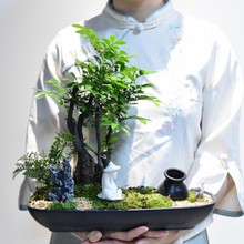 小葉紫檀15-40cm黑骨茶新中式公司開業送禮商務洽談綠植盆景盆栽