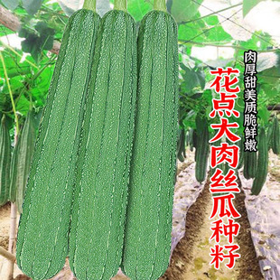 �V�|���c������ǽz�ϷN������z���߲˷N�Ӱ˽ǽz�ϷN�Ӳ˷N��