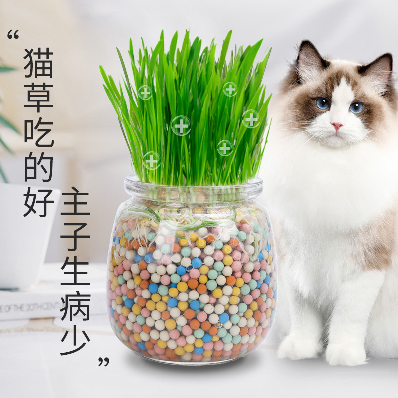 Nueva bola de pelo de hierba de gato de iones negativos Aperitivos para gatos Planta en maceta hidropónica sin suelo Semillas de trigo Mascotas Comida mixta húmeda al por mayor