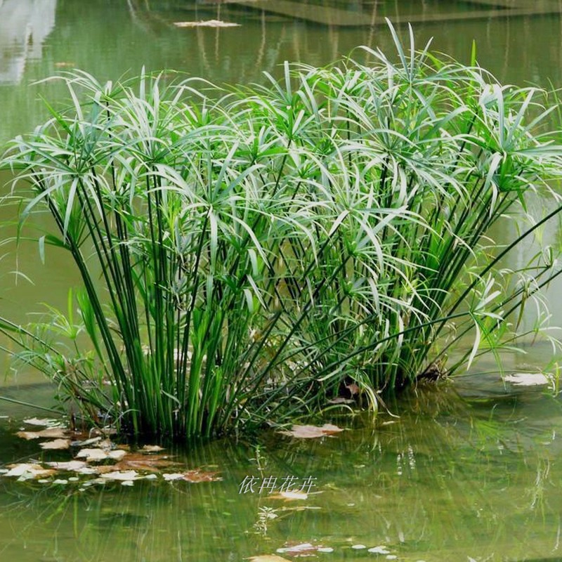 水生水培植物龟水竹盆栽水棕竹鱼缸水池塘造景 旱伞草风车草苗批