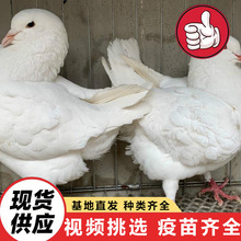 养殖基地常年出售成年白羽王种鸽 美国落地王种鸽元宝鸽子价格