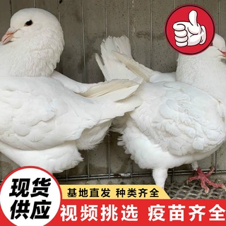 白羽王幼苗多少钱一只大体型元宝鸽子市场价格直销美国落地王种鸽
