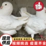 美国市场多少体型种鸽
