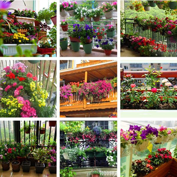 Semillas de flores, plantas en macetas, balcón, jardín, margarita, girasol, lavanda, pétalos dobles, semillas de girasol