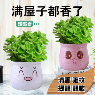 ���������Կ�ʳ�þGֲ��ö���ֲ�ﻨ�܃����՚�һĨ�������㇊��