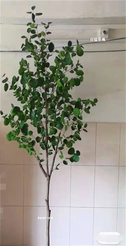Simulated Money Pocket Tree Indoor Living Room Balcony Courtyard Soft Furnishing Scene Landscaping Tree Viewing Office Floor-standing Green Plant Simulated Money Pocket Tree Indoor Living Room Balcony Courtyard Soft Furnishing Scene Landscaping Tree Viewing Office Floor-standing Green Plant