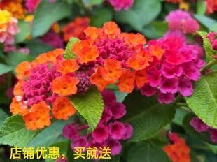 馬櫻丹圖片 海量高清馬櫻丹圖片大全 阿里巴巴