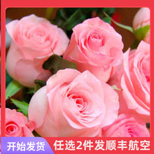 中国花卉市场 中国花卉市场品牌 图片 价格 中国花卉市场批发 阿里巴巴