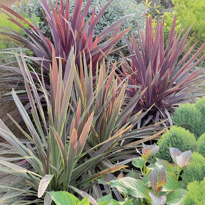 Дропшиппинг австралийских красных гигантских антуриумов в горшках, рассада для сада, красный цвет, многолетние садовые цветы, зеркальные растения