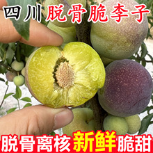 四川脱骨李子新鲜水果5斤半边红李子茵红脆李应当季时令孕妇整箱