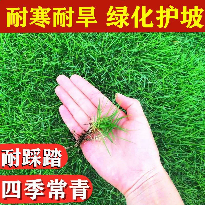 Морозостойкие и засухоустойчивые семена газонов, вечнозеленые круглый год, обрезанные и зеленые семена травы, защита склонов дворового дома, корни почек собак.