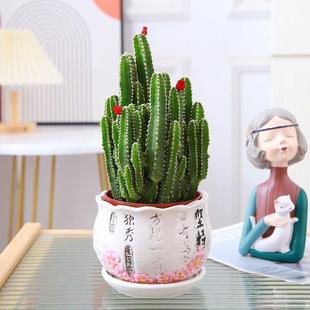 Wanzhongshan Cactus Succulent Plant Indoor Living Room Office Desktop Potted Flower Green Plant Easy to Maintain and Radiation Protection