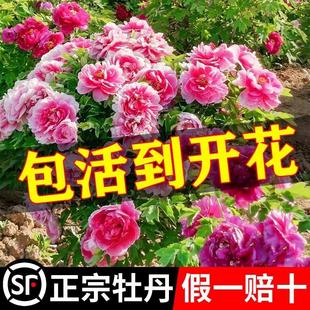 ���ĵ�����������ںʝ���ș�r���ļ��҃����^�p�ذ껨�ܴ�ȫ����