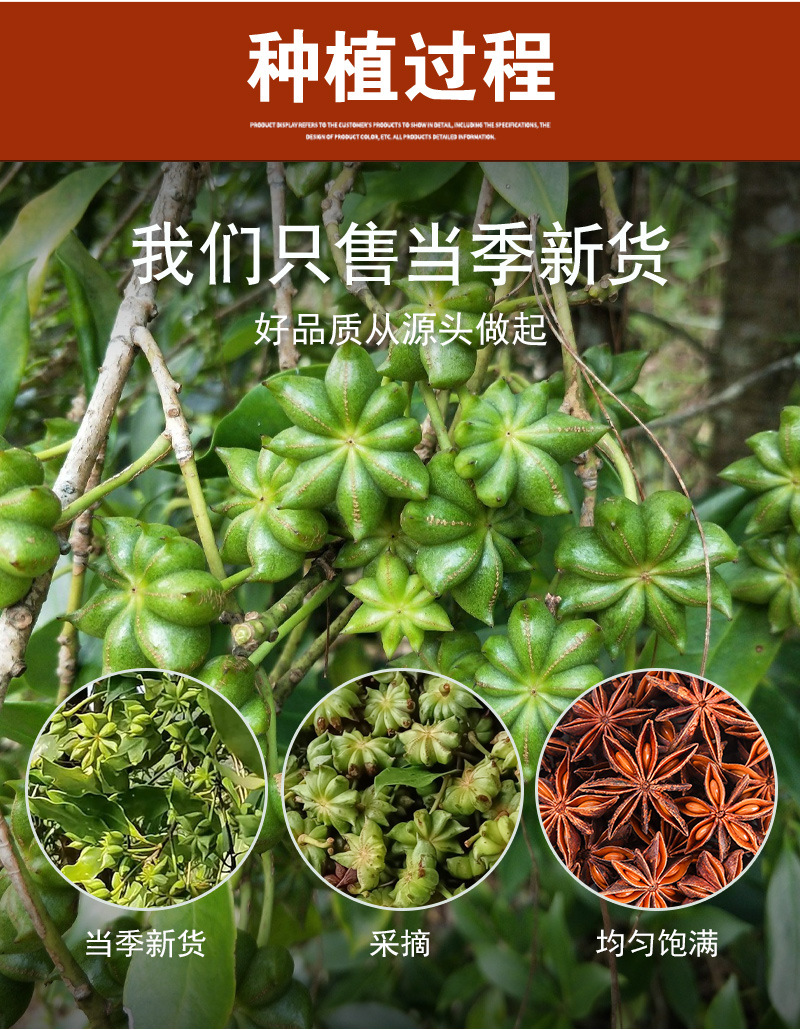 Star Anise (Illicium verum) — Guangxi Dried Whole Spice for Braising & Herbal Cooking preparation