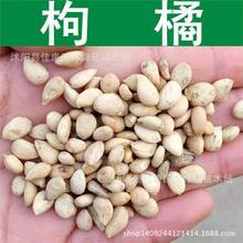 枸桔种子 枸橘树种子 臭橘 铁篱寨 臭杞 枳壳种子 1件=1斤