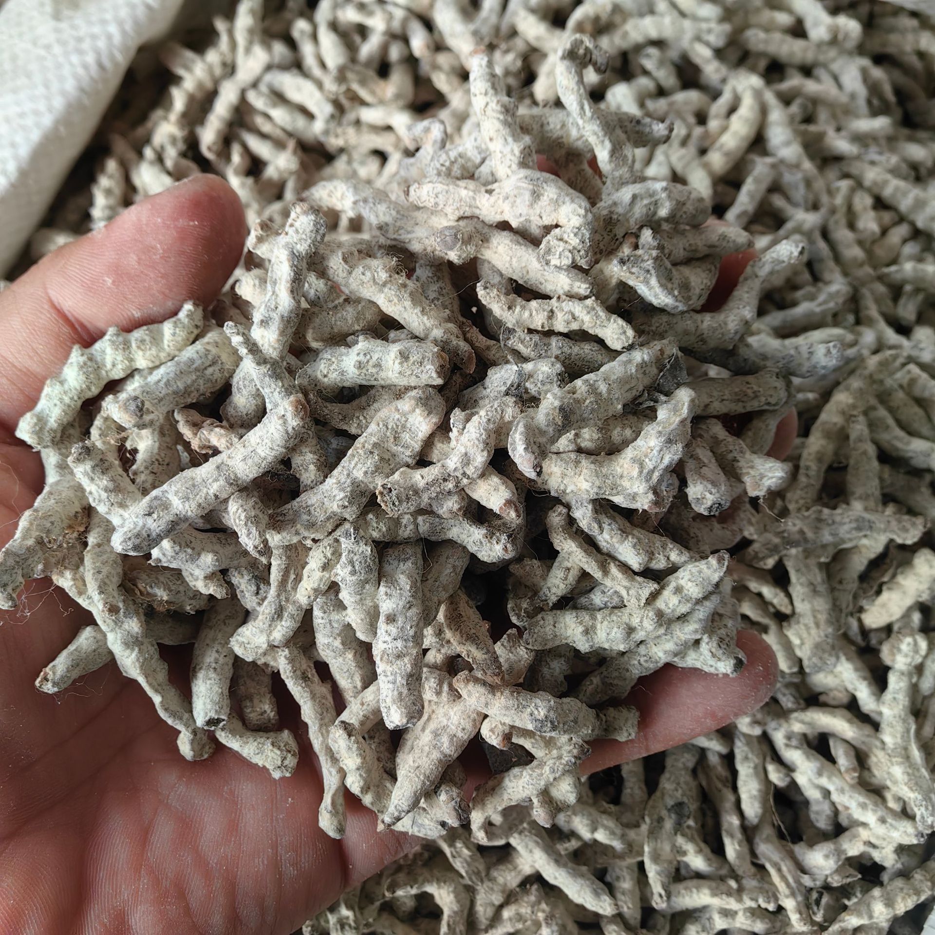 White Silkworm Jiang Can 500g Yunnan Sun Dried Bombyx Batryticatus Traditional Chinese Herb key features