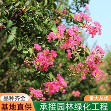 �t����ޱ�������Ե��Լt�����ޱͥԺ���܈@�־G��������ľ���ռt