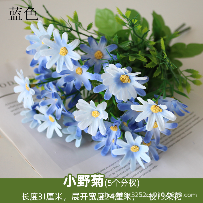 Crisantemo salvaje Azul