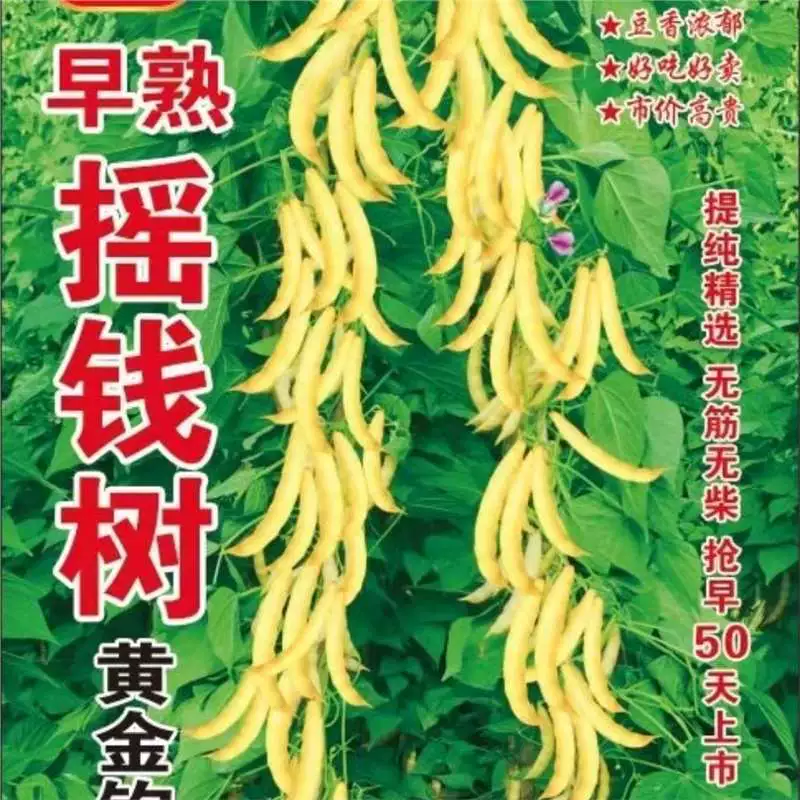 Семена денежного дерева раннего созревания, золотистые бобы, барабанные бобы, рапс