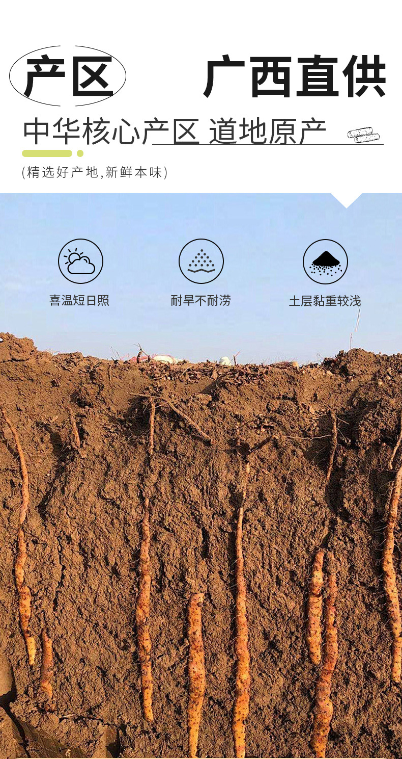 Dried Chinese Yam Root Chunks Huai Shan Yao 150g Jar Natural Sun Dried No Sulfur key features
