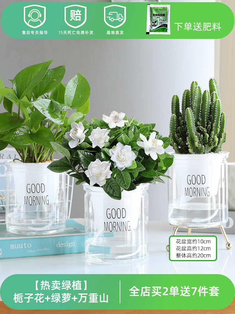 [인기 판매 녹색 식물 3 화분] 치자나무 + 포토스 + 완중산 (무료 비료)