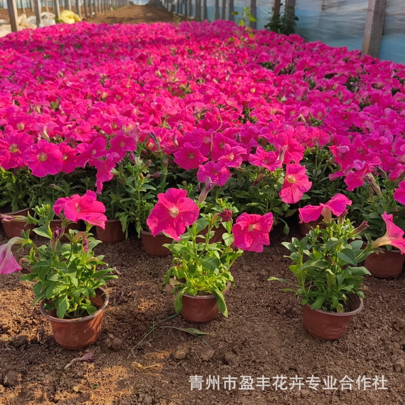 微信图片_20250407081048