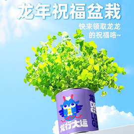 龙年祝福语盆栽小花农厂家办公室学生种植小盆栽桌面摆件儿童种植