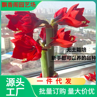Dropshipping Amaryllis Red Wax Ball Big Ball New Year's Valentine's Day Goddess Gift to Girlfriend Imported Sealing Wax Lazy People Soilless Planting